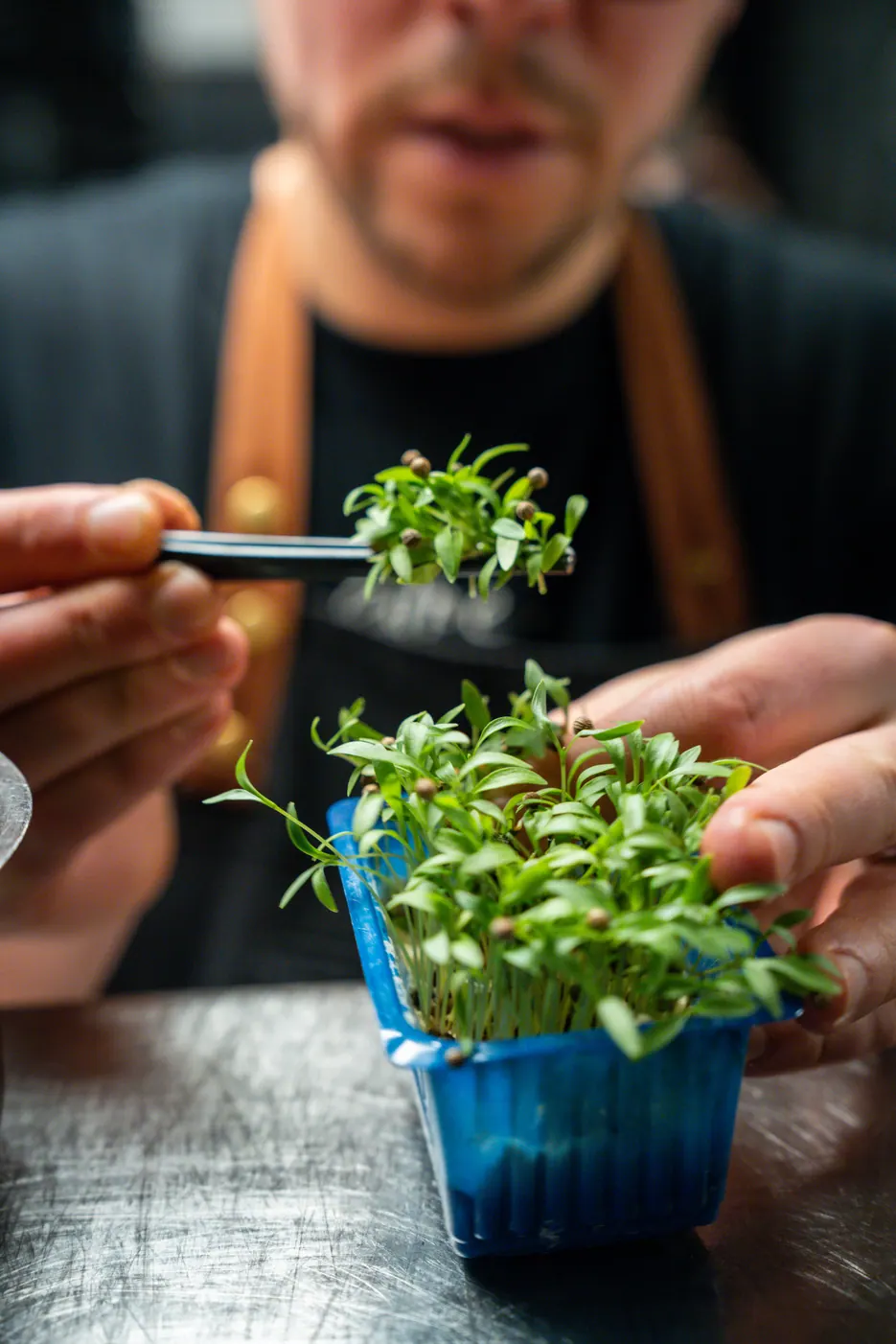 Chef qui dépose des micro-pousses