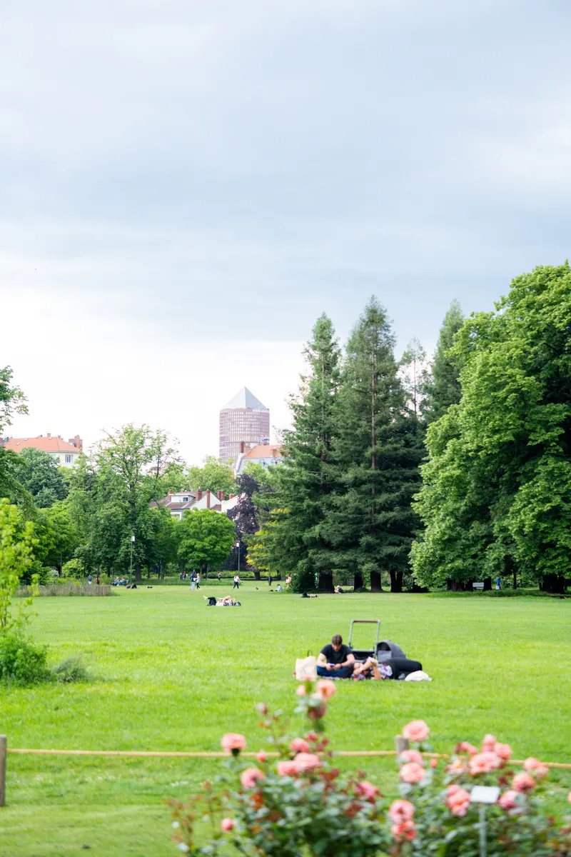 Pelouse d'un parc en été