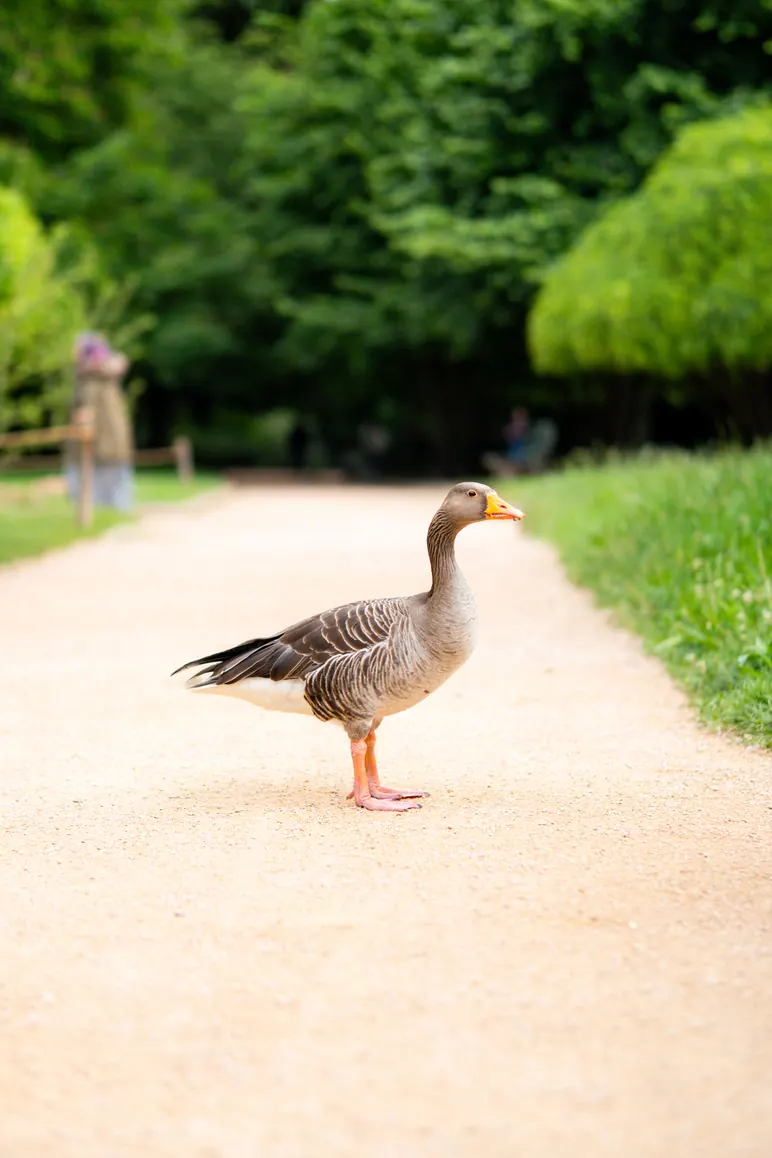 Oie sur une allée de parc