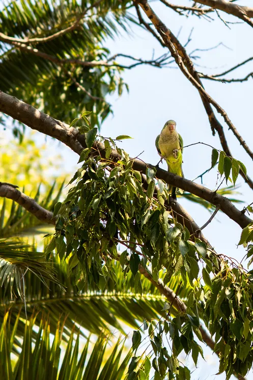 Perruche dans un arbre